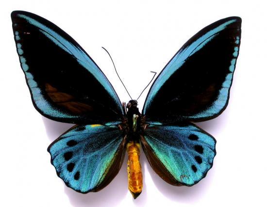 Papilio (Ornithoptera) Urvillianus