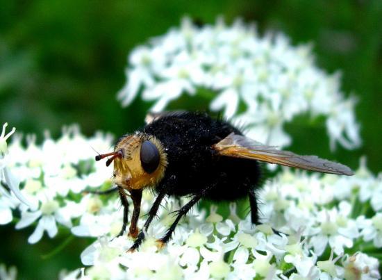 Tachina Grossa