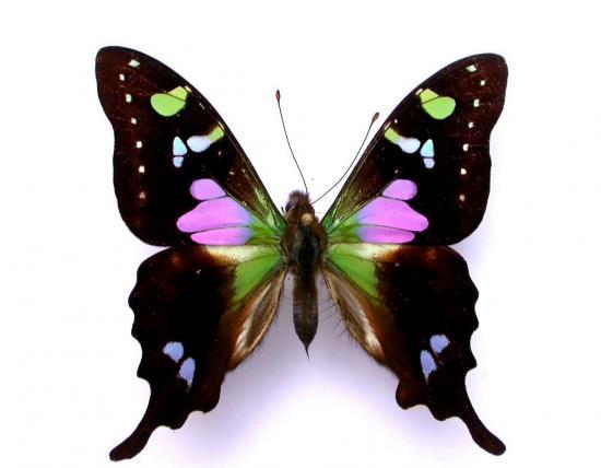Papilio Weiskei