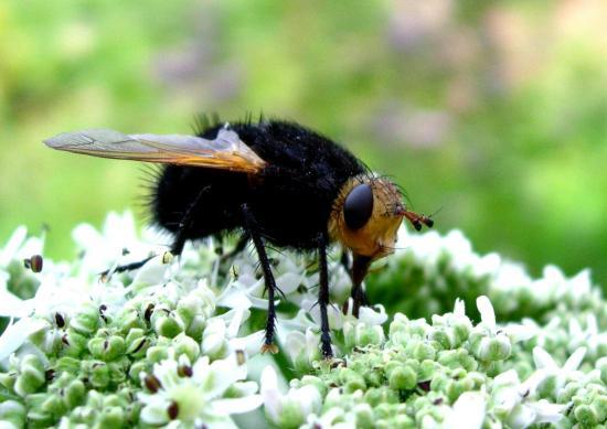 Tachina Grossa