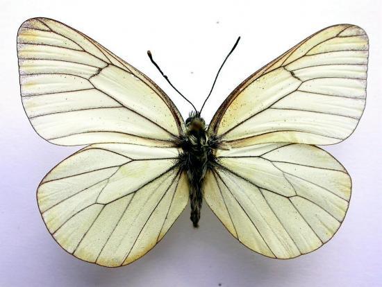 Aporia Crategi