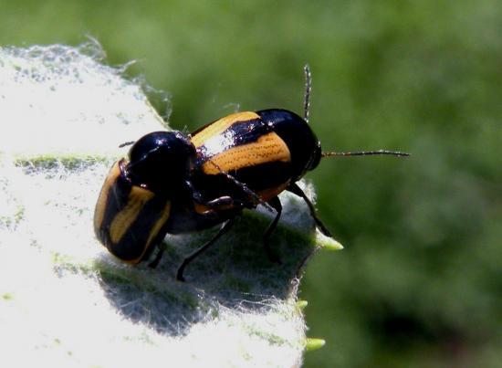 Cryptocephalus Vittatus