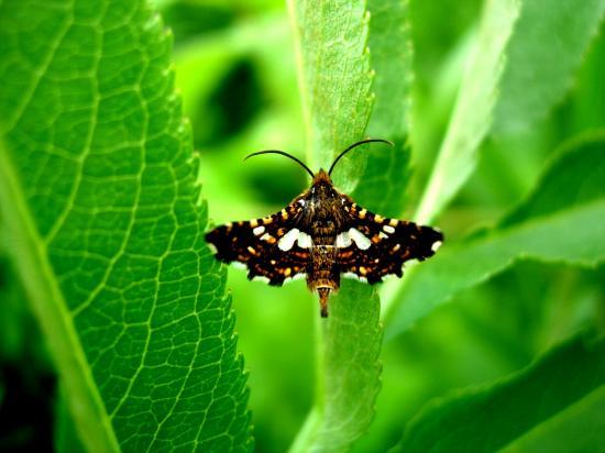 Thyris Fenestrella