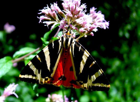 Callimorpha Quadripunctaria