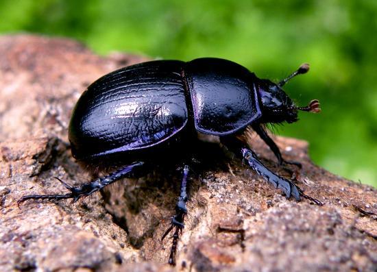 Geotrupes Stercoriarius