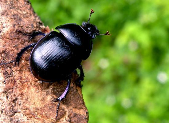 Geotrupes Stercoriarius