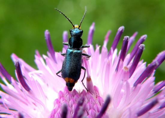 Malachius Elegans