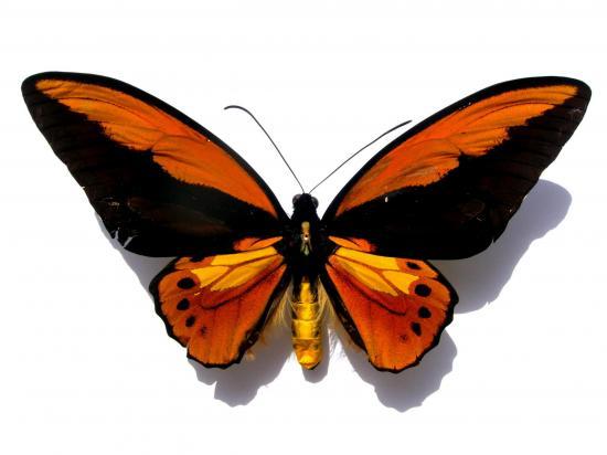 Ornithoptera Croesus