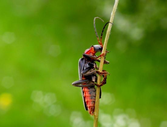 Cantharis Fusca