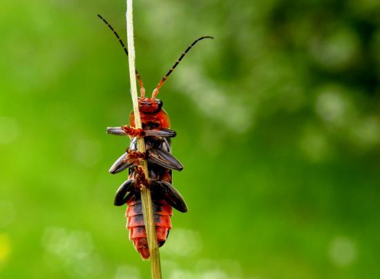 Cantharis Fusca