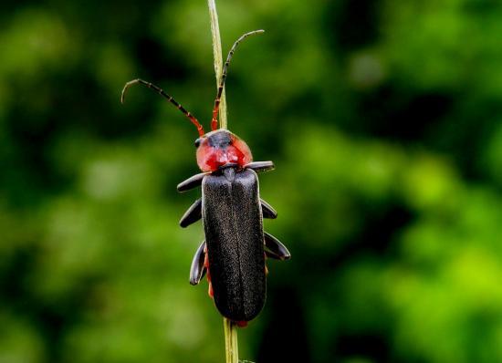 Cantharis Fusca