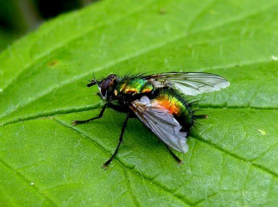 Lucila Sericata