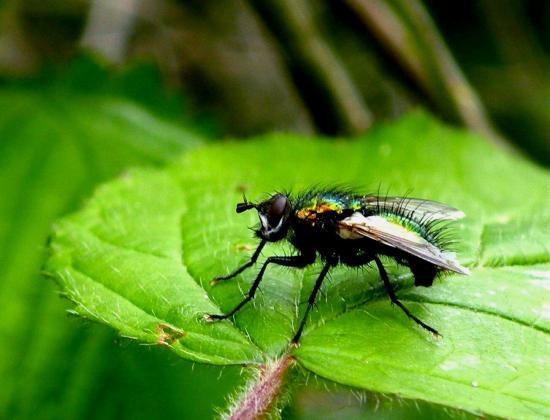 Lucila Sericata