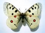 Parnassius Apollo