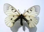 Parnassius Mnemosyne