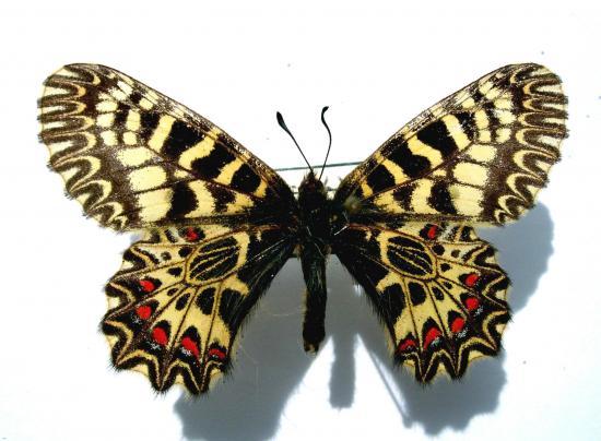 Zerynthia Polyxena