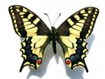 Papilio Machaon