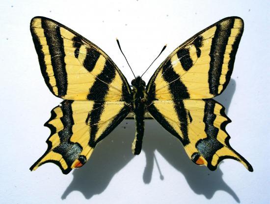 Papilio Alexanor