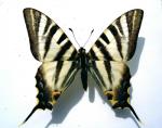 Iphiclides Podalirius