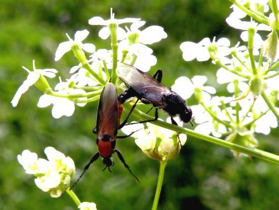 Bibio Hortulanus