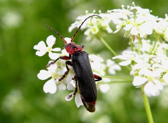 Cantharis Rustica