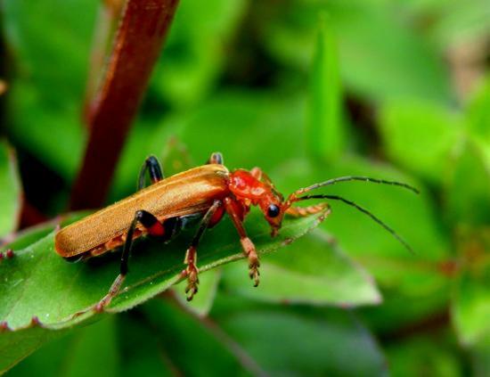 Cantharis Livida