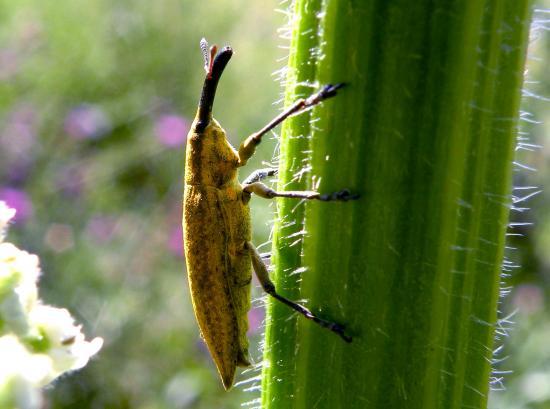 Lixus Paraplecticus