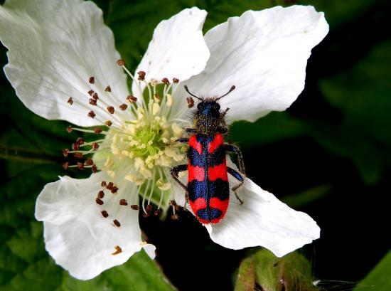 Trichodes Apiarius