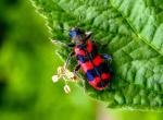 Trichodes Apiarius
