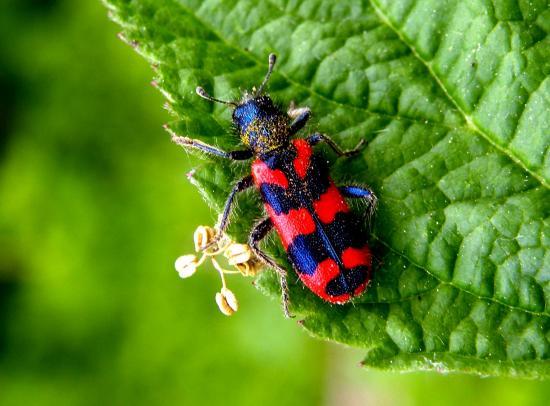 Trichodes Apiarius