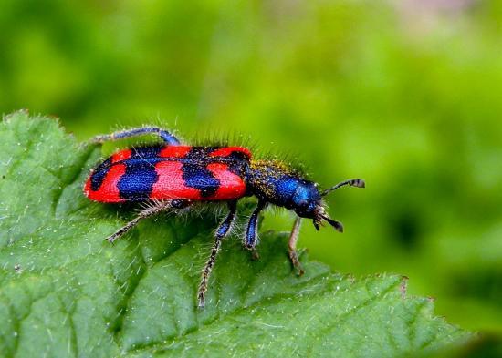 Trichodes Apiarius