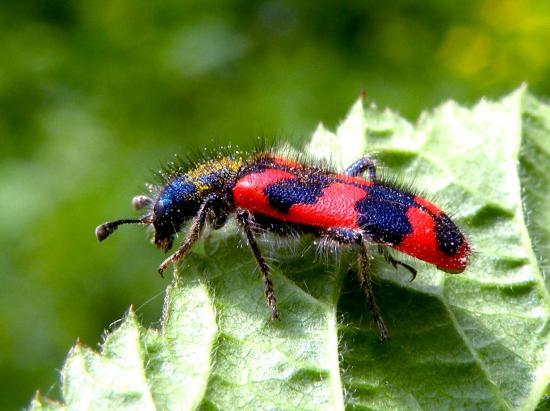 Trichodes Apiarius