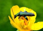 Oedemera Nobilis