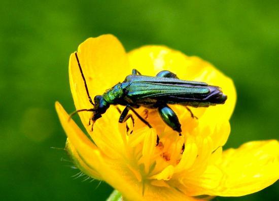 Oedemera Nobilis