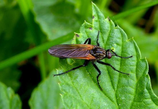 Empis Tesselata