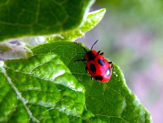 Endomychus Coccineus