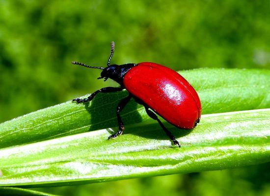 Chrysomela Populi