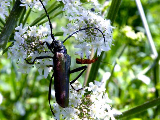 Aromia Moschata