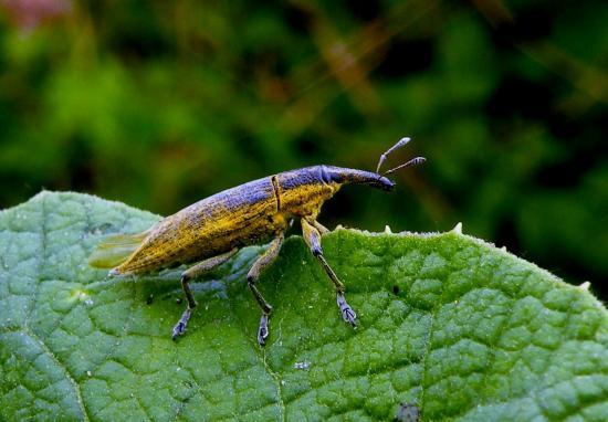 Lixus Paraplecticus