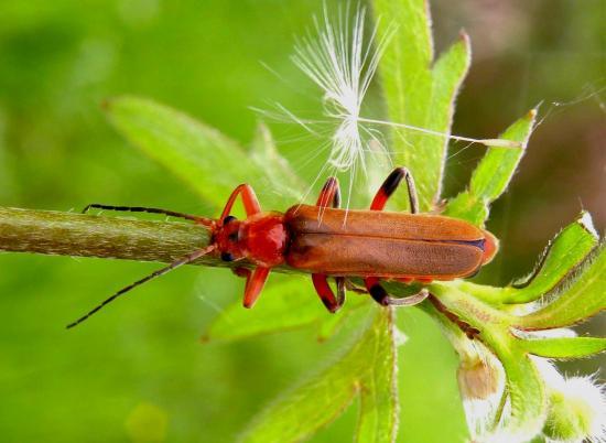 Cantharis Livida