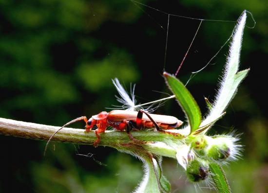 Cantharis Livida