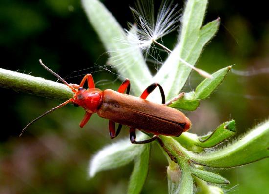 Cantharis Livida