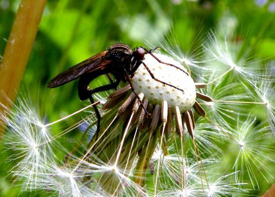 Empis Tesselata