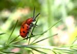 Crioceris Duodecimpunctata