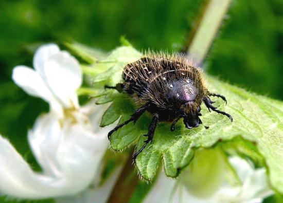 Epicometis Hirta