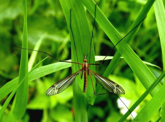 Tipula Paludosa