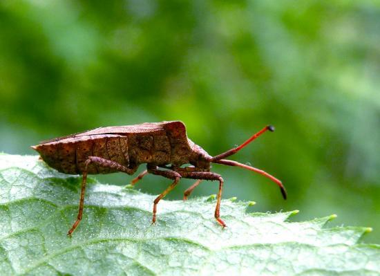 Syromastes Rhombeus