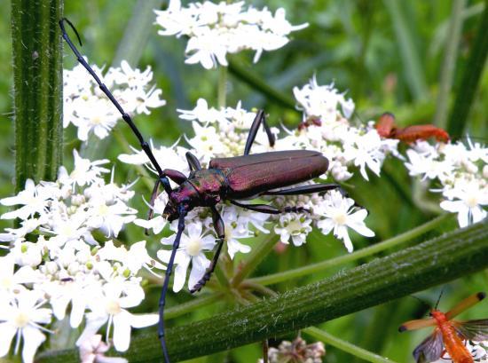 Aromia Moschata