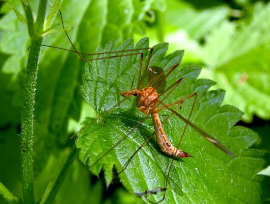 Tipula Paludosa