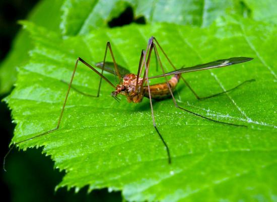 Tipula Paludosa